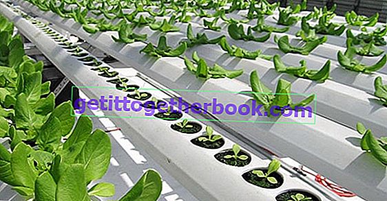 hydroponics verksamhet