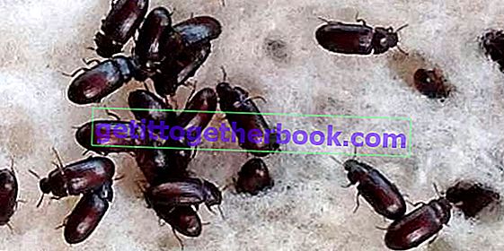 Entreprise de culture de fourmis japonaises