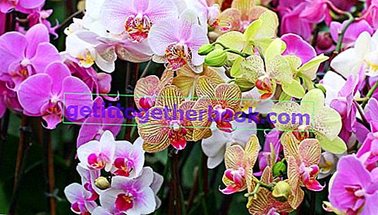 Affare di coltivazione dell'orchidea