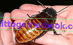 Madagaskar kackerlacka