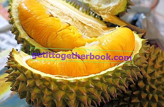 Montong Durian plantage