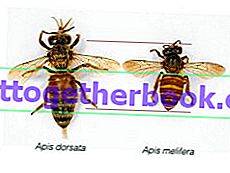 森の蜂と動物の蜂