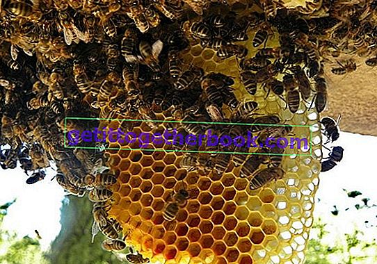 Entreprise agricole d'apiculture au miel
