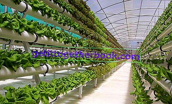 Organisk vegetabilisk odling med det hydroponiska systemet