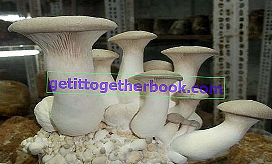 Coltivazione di funghi ostrica