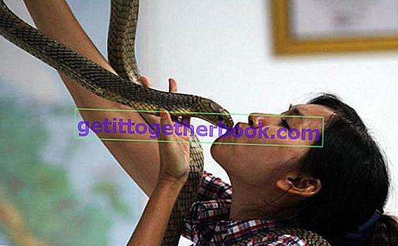 Entreprise d'élevage de serpents Cobra
