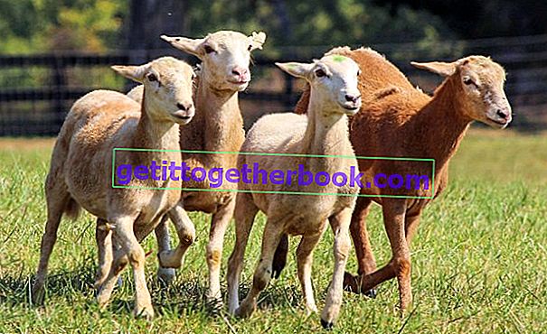 Entreprise d'élevage de chèvres