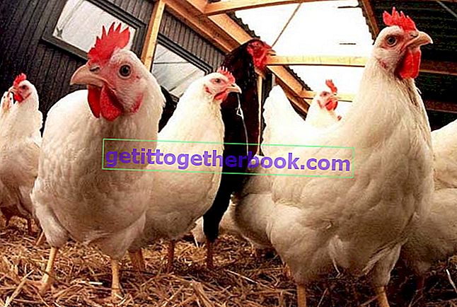 鶏肉ビジネスが急速に成長するための6つのヒント